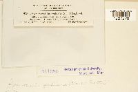 Arthuriomyces peckianus image