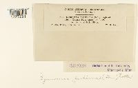 Arthuriomyces peckianus image