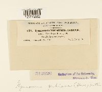 Arthuriomyces peckianus image