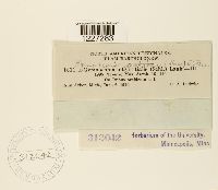 Arthuriomyces peckianus image