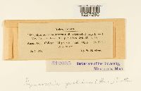 Arthuriomyces peckianus image