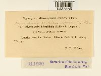 Arthuriomyces peckianus image