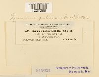 Arthuriomyces peckianus image