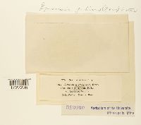 Arthuriomyces peckianus image