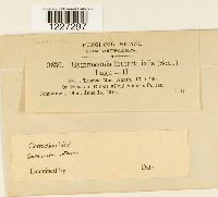 Arthuriomyces peckianus image