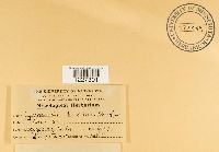 Arthuriomyces peckianus image