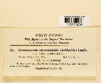 Arthuriomyces peckianus image