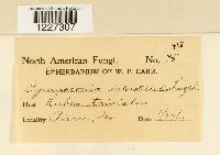 Arthuriomyces peckianus image