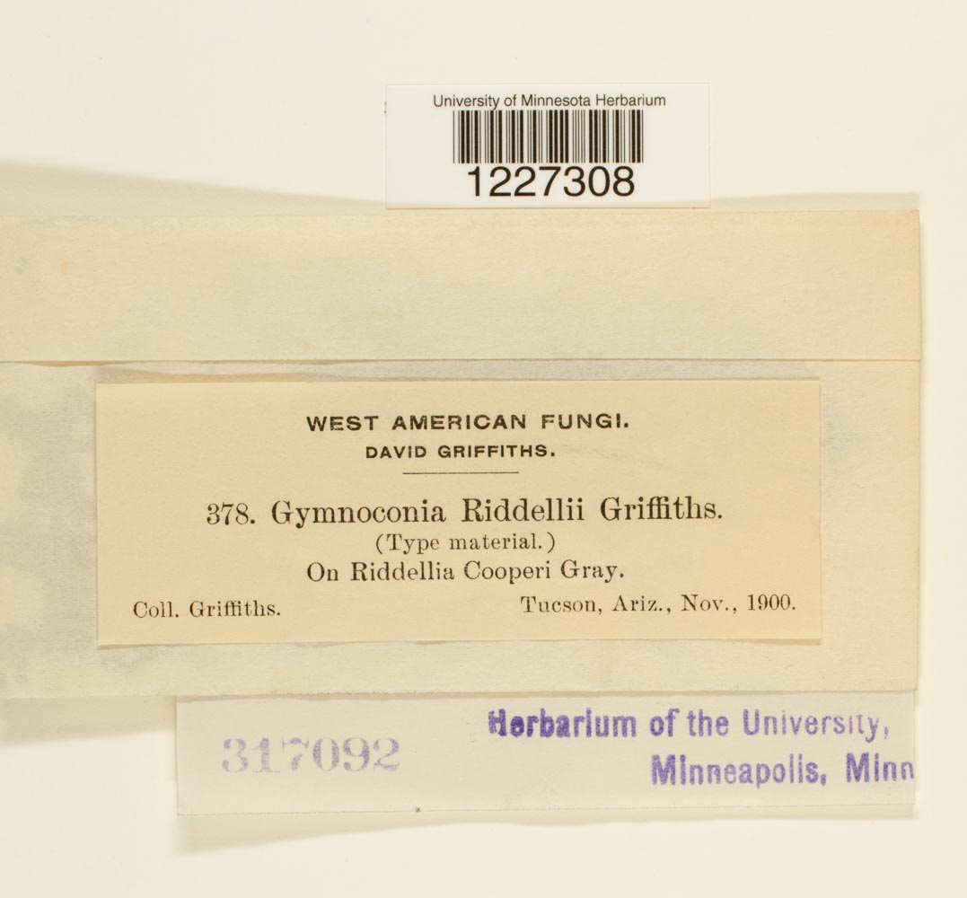 Gymnoconia riddelliae image