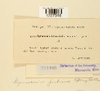 Gymnoconia interstitialis image