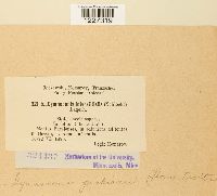 Arthuriomyces peckianus image