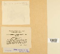 Arthuriomyces peckianus image