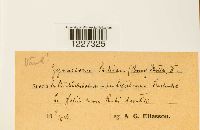 Arthuriomyces peckianus image