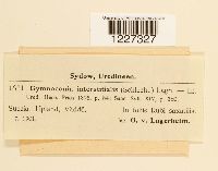 Gymnoconia interstitialis image