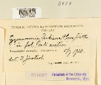 Arthuriomyces peckianus image