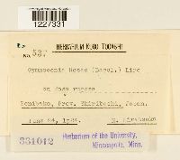 Phragmidium kamtschatkae image