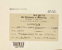 Gymnosporangium juniperi-virginianae image