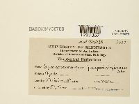 Gymnosporangium juniperi-virginianae image