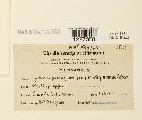 Gymnosporangium juniperi-virginianae image