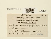 Gymnosporangium juniperi-virginianae image