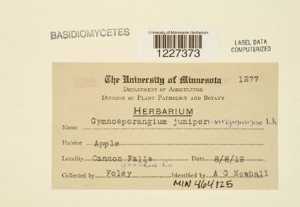 Gymnosporangium juniperi image