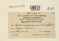 Gymnosporangium juniperi-virginianae image