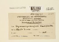 Gymnosporangium juniperi-virginianae image