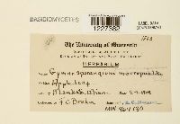 Gymnosporangium juniperi-virginianae image