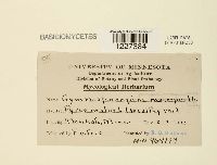 Gymnosporangium juniperi-virginianae image