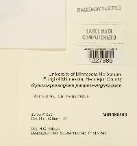 Gymnosporangium juniperi-virginianae image