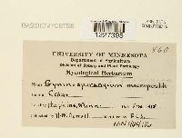 Gymnosporangium juniperi-virginianae image