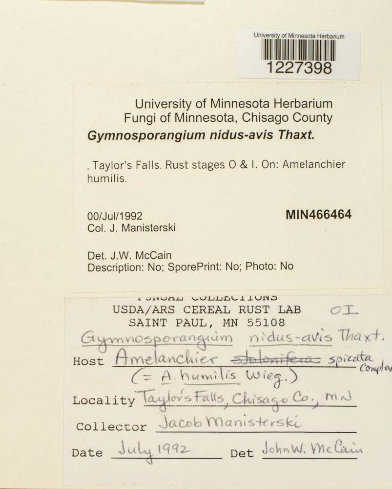 Gymnosporangium nidus-avis image