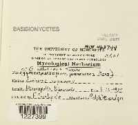 Gymnosporangium nidus-avis image