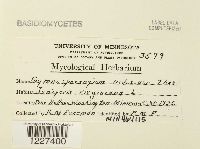 Gymnosporangium nidus-avis image