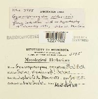 Gymnosporangium nidus-avis image