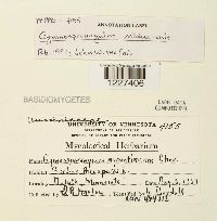 Gymnosporangium nidus-avis image