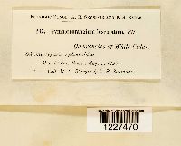 Gymnosporangium biseptatum image