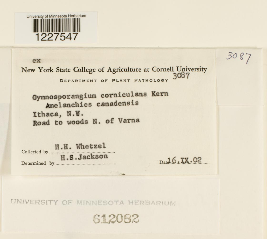 Gymnosporangium corniculans image