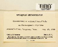 Gymnosporangium ellisii image