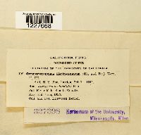 Gymnosporangium harknessianum image