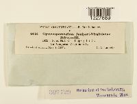 Gymnosporangium juniperi-virginianae image