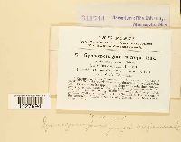 Gymnosporangium juniperi-virginianae image