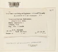 Gymnosporangium juniperi-virginianae image