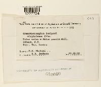 Gymnosporangium juniperi-virginianae image