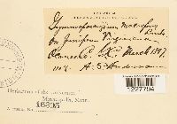 Gymnosporangium macropus image