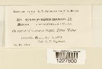 Gymnosporangium macropus image