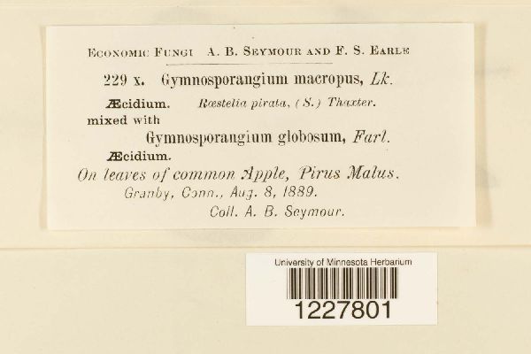 Gymnosporangium macropus image