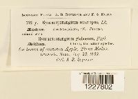 Gymnosporangium macropus image