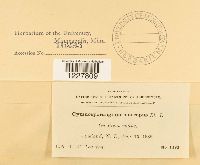 Gymnosporangium macropus image