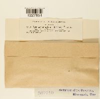 Gymnosporangium nidus-avis image